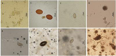 A Comparative Study of Mini-FLOTAC With Traditional Coprological Techniques in the Analysis of Cetacean Fecal Samples